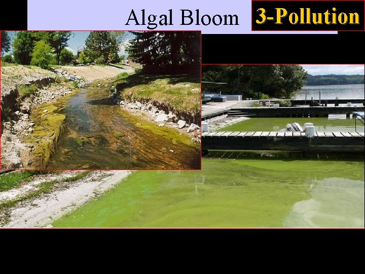 Algal Bloom 3 -Pollution 