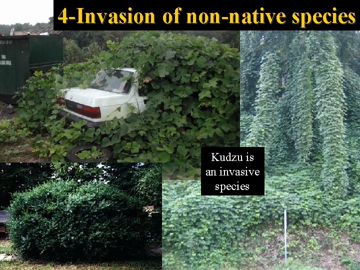 4 -Invasion of non-native species Kudzu is an invasive species 