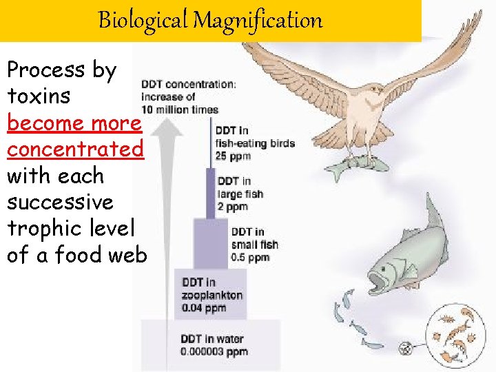 Biological Magnification Process by toxins become more concentrated with each successive trophic level of