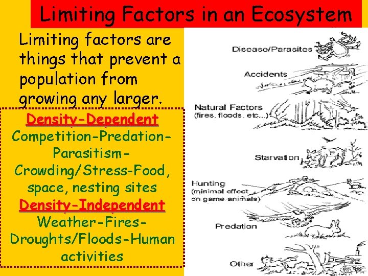 Limiting Factors in an Ecosystem Limiting factors are things that prevent a population from