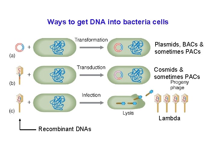 Ways to get DNA into bacteria cells Plasmids, BACs & sometimes PACs Cosmids &