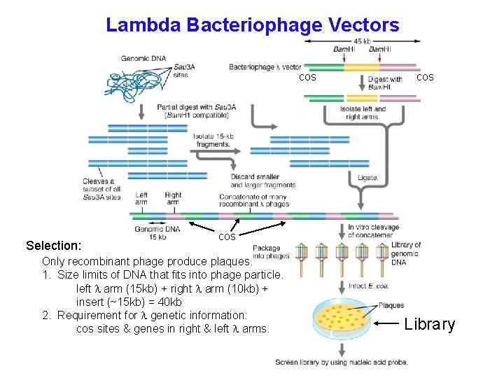 Lambda Bacteriophage Vectors cos Selection: cos Only recombinant phage produce plaques. 1. Size limits