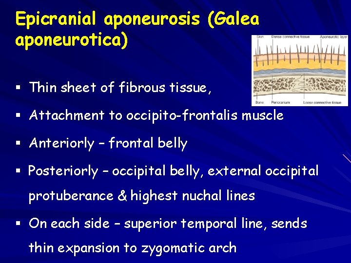 Epicranial aponeurosis (Galea aponeurotica) § Thin sheet of fibrous tissue, § Attachment to occipito-frontalis