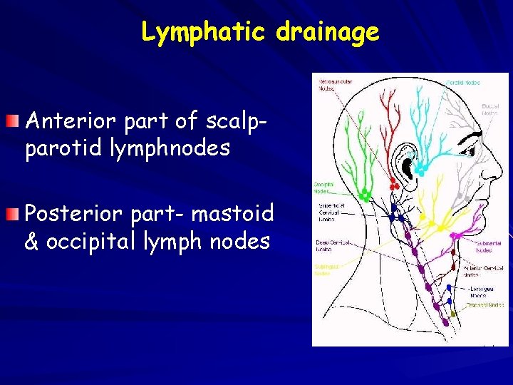 Lymphatic drainage Anterior part of scalpparotid lymphnodes Posterior part- mastoid & occipital lymph nodes