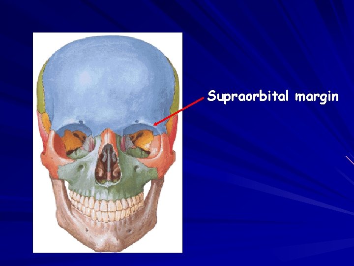 Supraorbital margin 