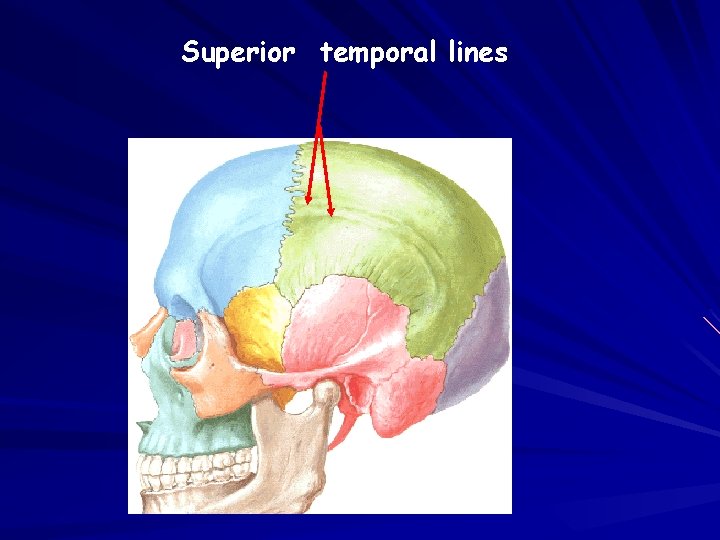 Superior temporal lines 