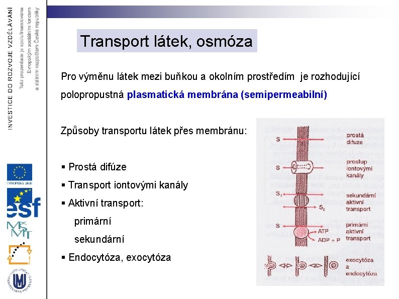 Transport látek, osmóza Pro výměnu látek mezi buňkou a okolním prostředím je rozhodující polopropustná