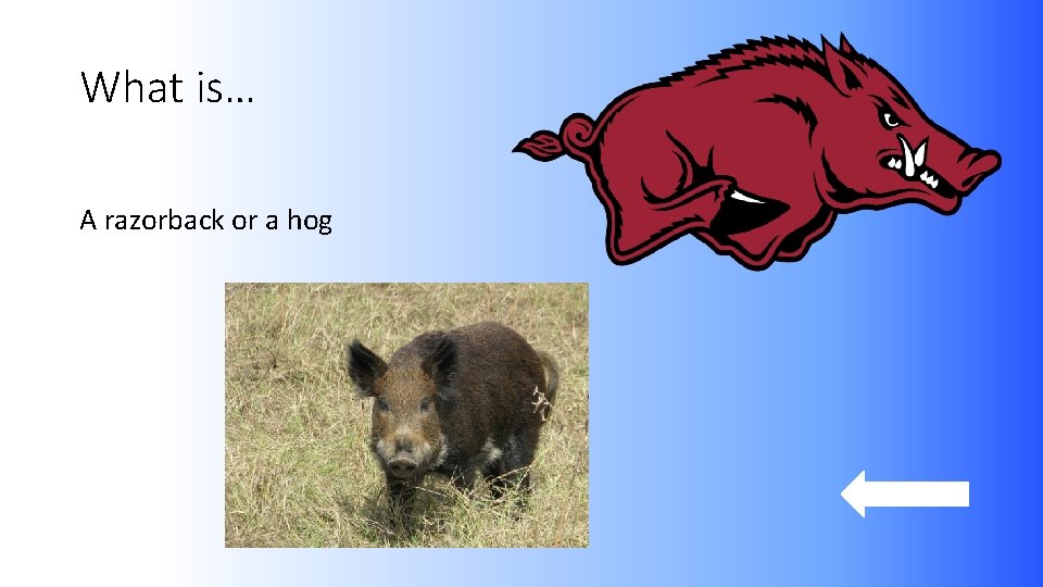 What is… A razorback or a hog 