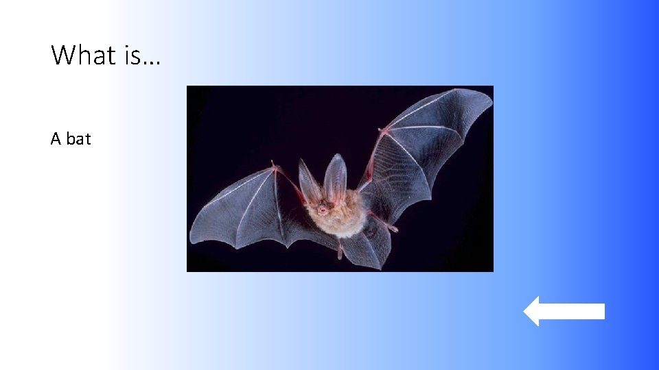 What is… A bat 