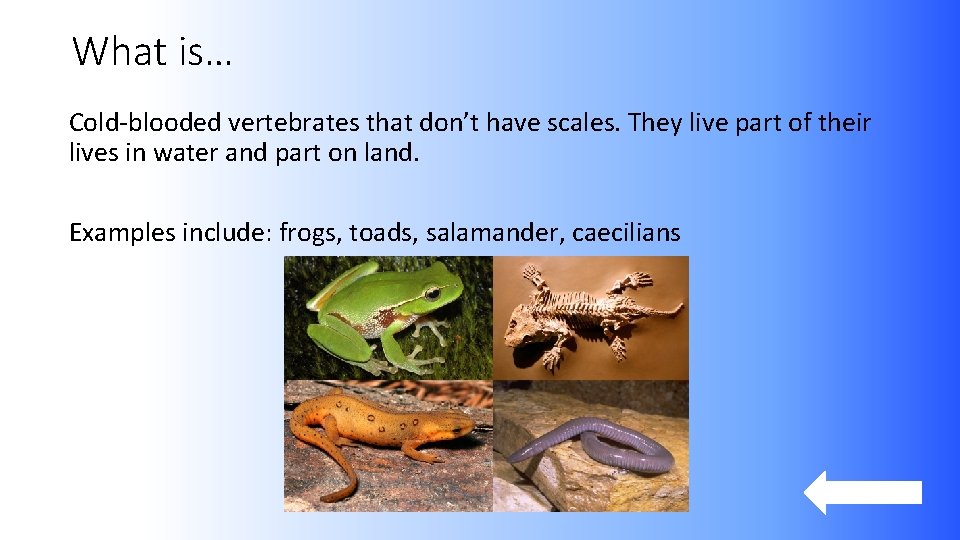 What is… Cold-blooded vertebrates that don’t have scales. They live part of their lives