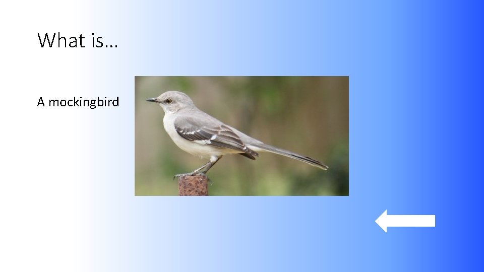 What is… A mockingbird 