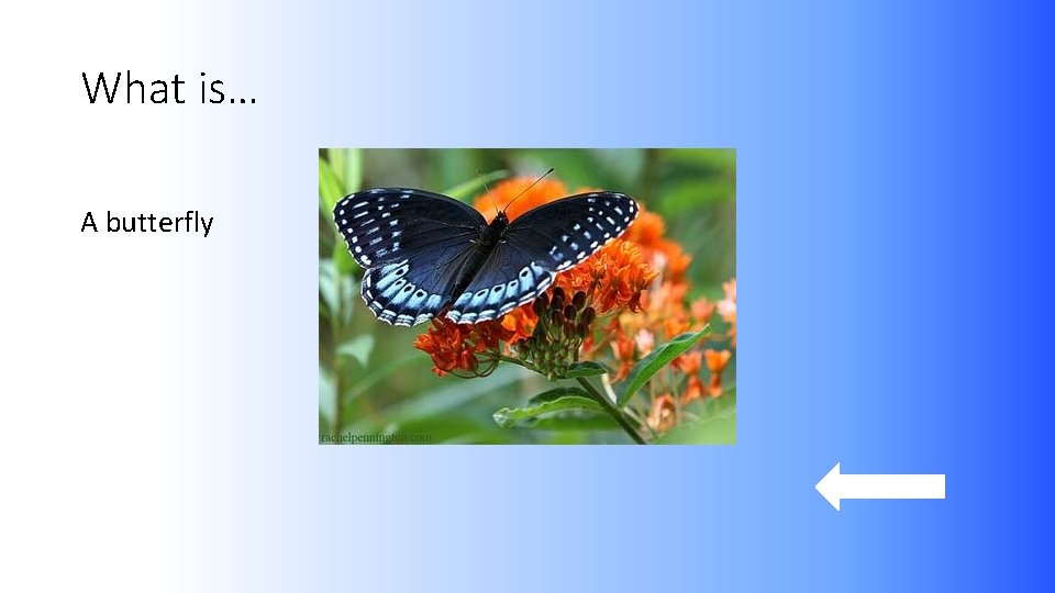 What is… A butterfly 