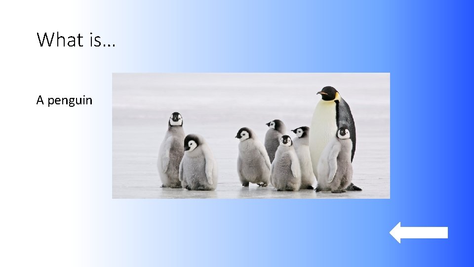 What is… A penguin 