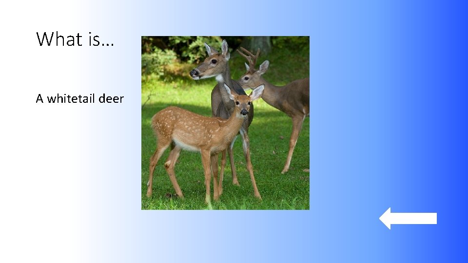 What is… A whitetail deer 