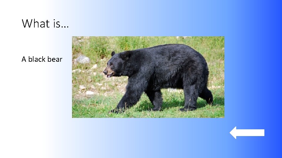 What is… A black bear 