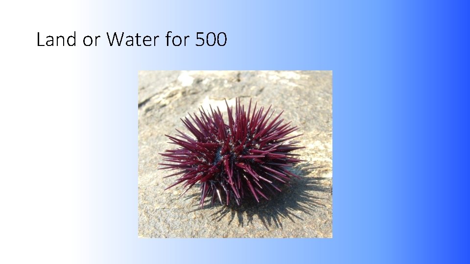 Land or Water for 500 