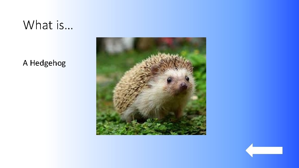 What is… A Hedgehog 