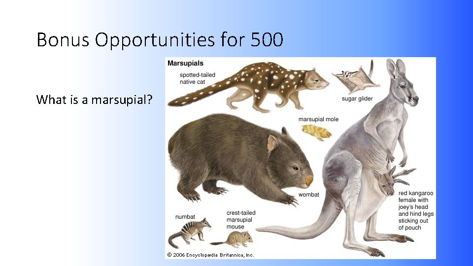 Bonus Opportunities for 500 What is a marsupial? 