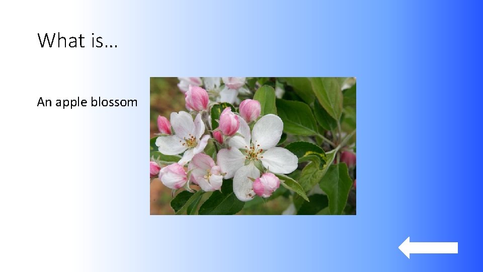 What is… An apple blossom 