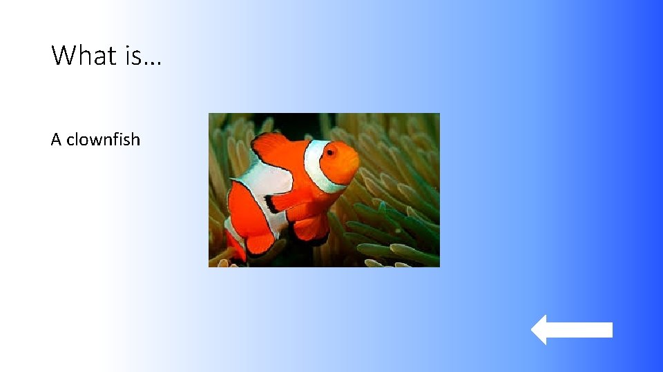 What is… A clownfish 