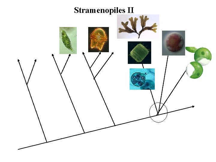 Stramenopiles II 