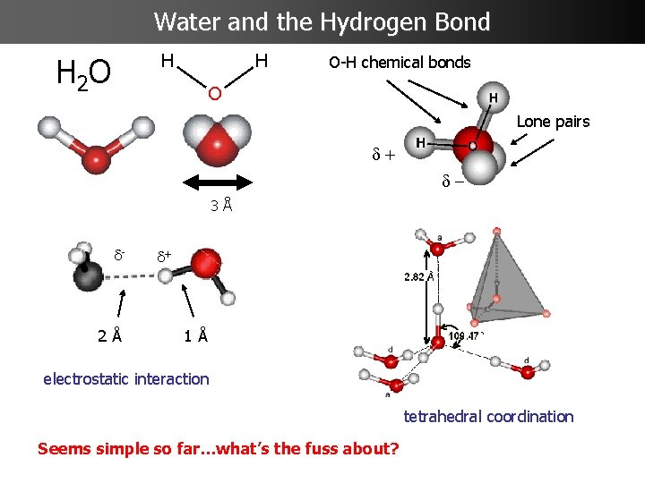 Water and the Hydrogen Bond H 2 O O-H chemical bonds Lone pairs d+