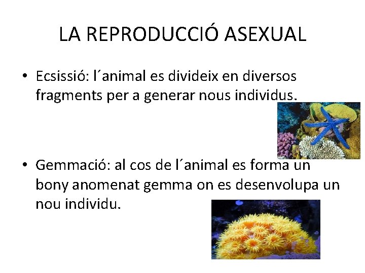 LA REPRODUCCIÓ ASEXUAL • Ecsissió: l´animal es divideix en diversos fragments per a generar