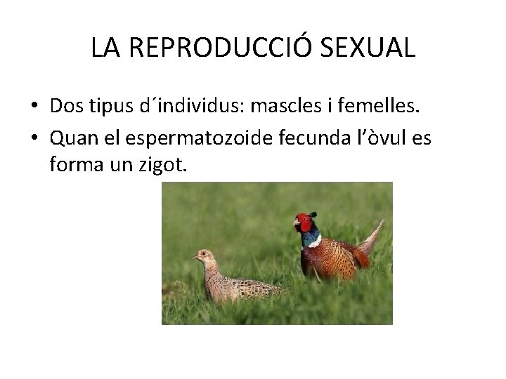 LA REPRODUCCIÓ SEXUAL • Dos tipus d´individus: mascles i femelles. • Quan el espermatozoide