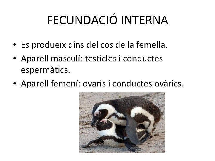 FECUNDACIÓ INTERNA • Es produeix dins del cos de la femella. • Aparell masculí: