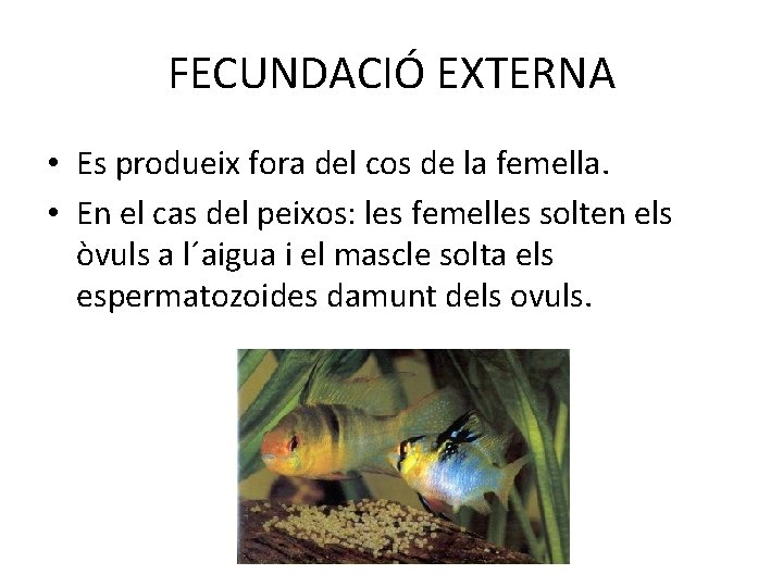 FECUNDACIÓ EXTERNA • Es produeix fora del cos de la femella. • En el