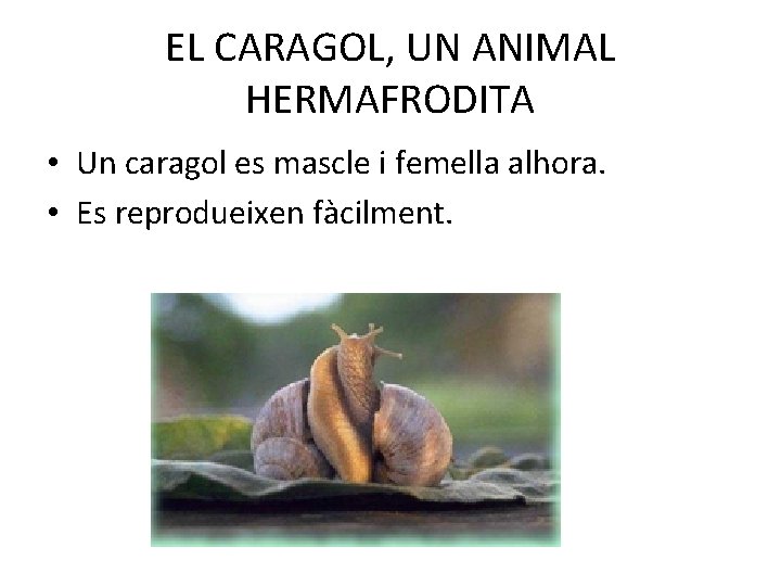 EL CARAGOL, UN ANIMAL HERMAFRODITA • Un caragol es mascle i femella alhora. •