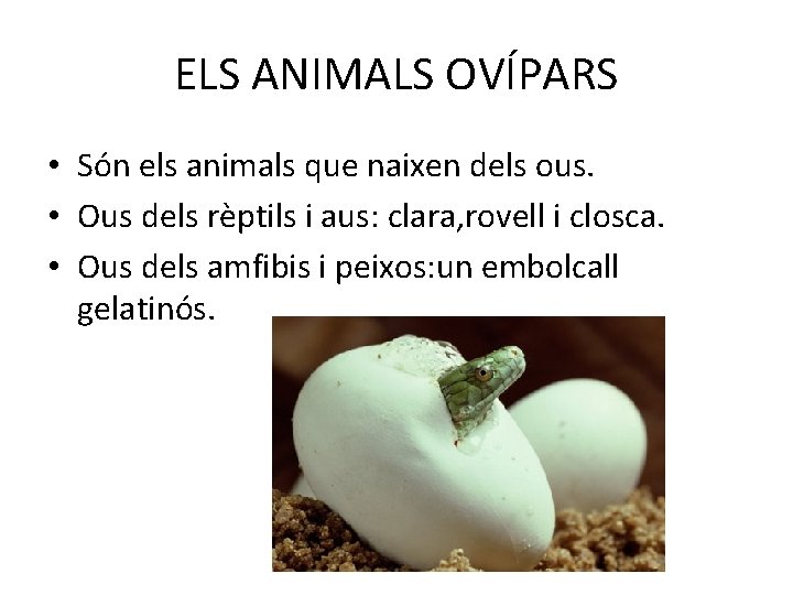 ELS ANIMALS OVÍPARS • Són els animals que naixen dels ous. • Ous dels