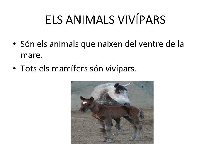 ELS ANIMALS VIVÍPARS • Són els animals que naixen del ventre de la mare.