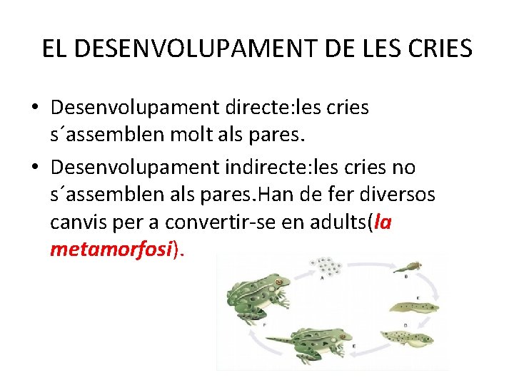 EL DESENVOLUPAMENT DE LES CRIES • Desenvolupament directe: les cries s´assemblen molt als pares.