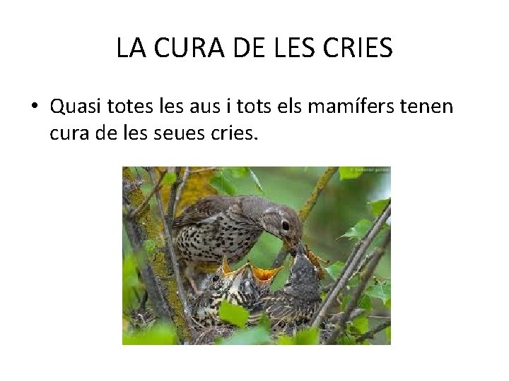 LA CURA DE LES CRIES • Quasi totes les aus i tots els mamífers