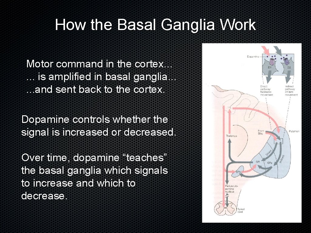 How the Basal Ganglia Work Motor command in the cortex. . . is amplified