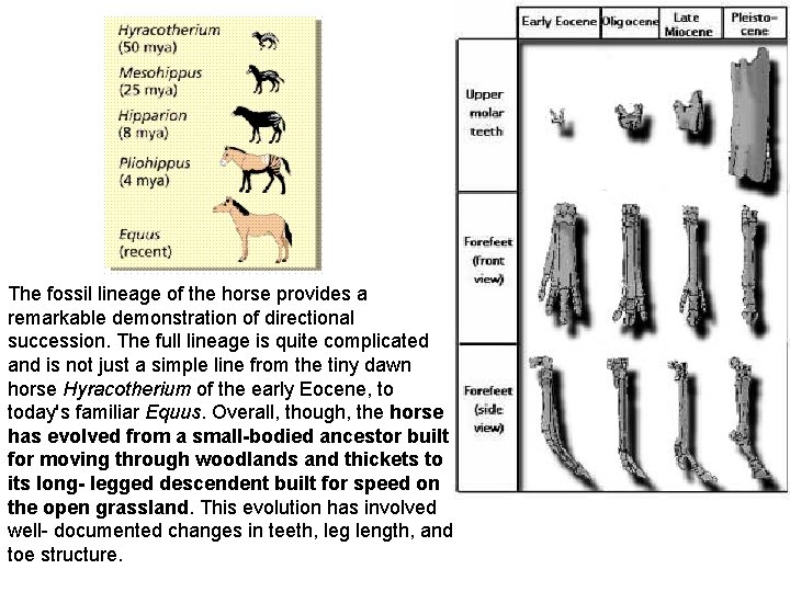 The fossil lineage of the horse provides a remarkable demonstration of directional succession. The The fossil lineage of the horse provides a remarkable demonstration of directional succession. The