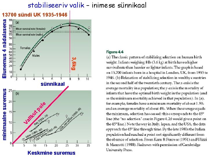 stabiliseeriv valik – inimese sünnikaal 3, 6 kg Elunemus 4 nädalasena 13700 sündi UK stabiliseeriv valik – inimese sünnikaal 3, 6 kg Elunemus 4 nädalasena 13700 sündi UK