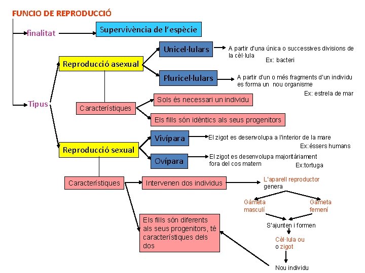 FUNCIO DE REPRODUCCIÓ finalitat Supervivència de l’espècie Unicel·lulars A partir d’una única o successives