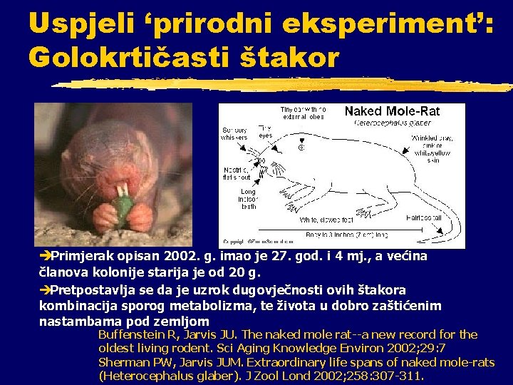 Uspjeli ‘prirodni eksperiment’: Golokrtičasti štakor èPrimjerak opisan 2002. g. imao je 27. god. i