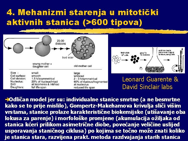 4. Mehanizmi starenja u mitotički aktivnih stanica (>600 tipova) Leonard Guarente & David Sinclair