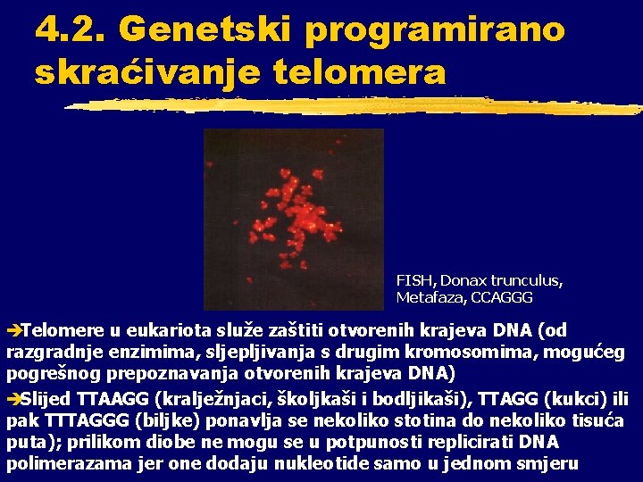 4. 2. Genetski programirano skraćivanje telomera FISH, Donax trunculus, Metafaza, CCAGGG èTelomere u eukariota