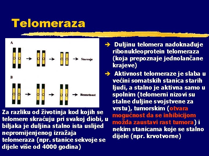 Telomeraza è Duljinu telomera nadoknađuje ribonukleoprotein telomeraza (koja prepoznaje jednolančane krajeve) è Aktivnost telomeraze