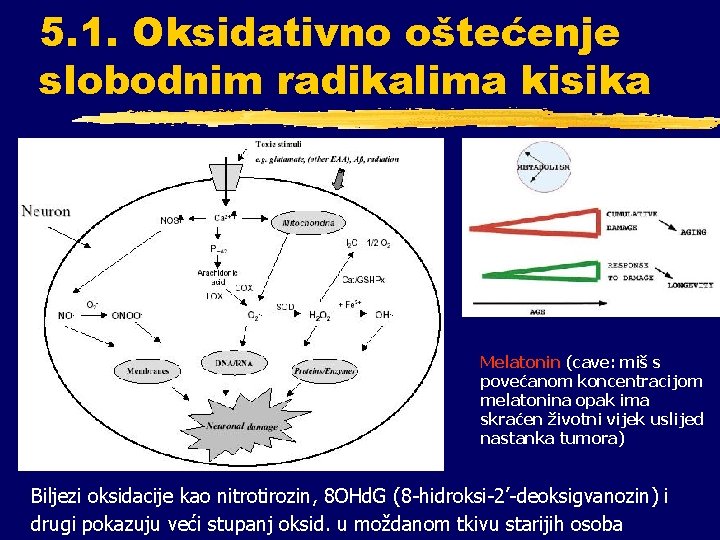 5. 1. Oksidativno oštećenje slobodnim radikalima kisika Melatonin (cave: miš s povećanom koncentracijom melatonina