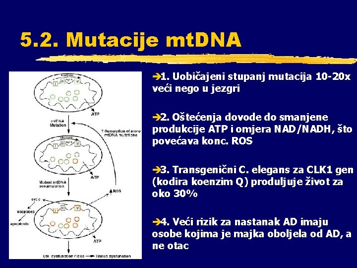 5. 2. Mutacije mt. DNA è 1. Uobičajeni stupanj mutacija 10 -20 x veći
