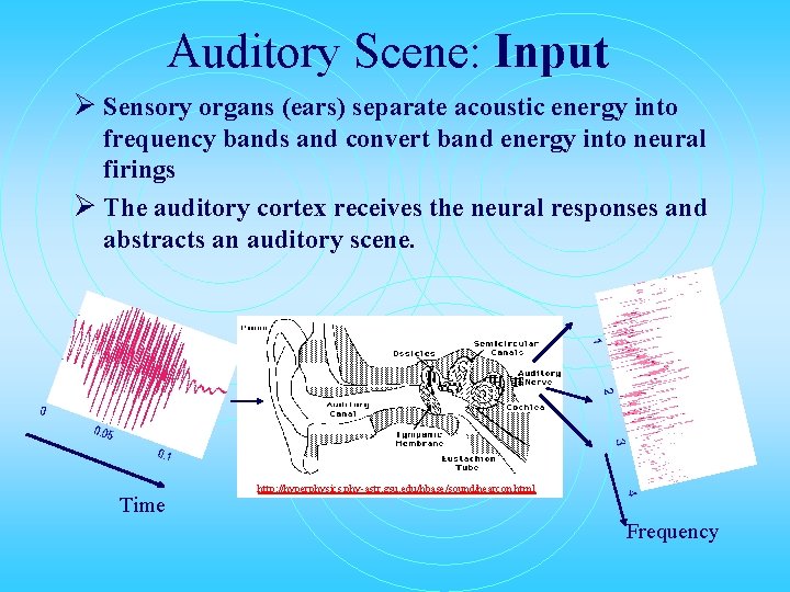 Auditory Scene: Input Ø Sensory organs (ears) separate acoustic energy into frequency bands and