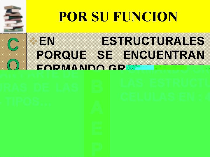 POR SU FUNCION C O B A E P v. EN ESTRUCTURALES PORQUE SE