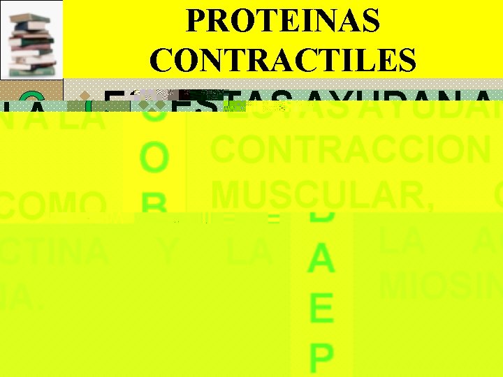 PROTEINAS CONTRACTILES C O B A E P v. ESTAS AYUDAN A LA CONTRACCION