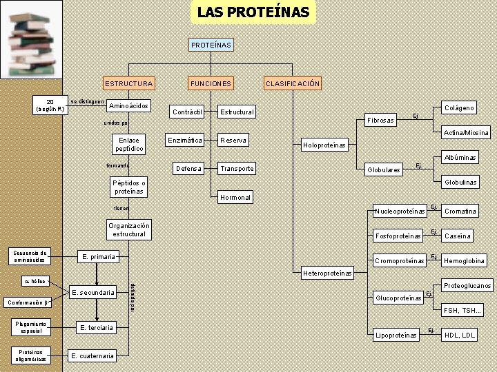 LAS PROTEÍNAS ESTRUCTURA 20 (según R) se distinguen Aminoácidos FUNCIONES Contráctil CLASIFICACIÓN Colágeno Estructural