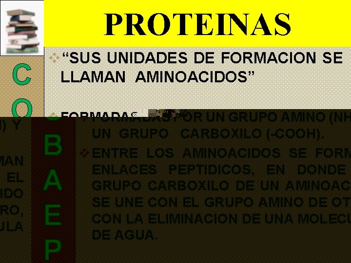 PROTEINAS C O B A E P v“SUS UNIDADES DE FORMACION SE LLAMAN AMINOACIDOS”
